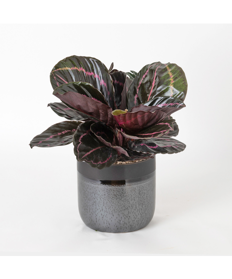 Bring a bold and tropical touch to any space with our Calathea Dottie in an upgraded 6