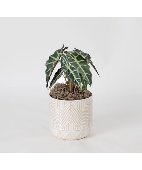Bring a bold and tropical touch to any space with our Alocasia in an upgraded 6