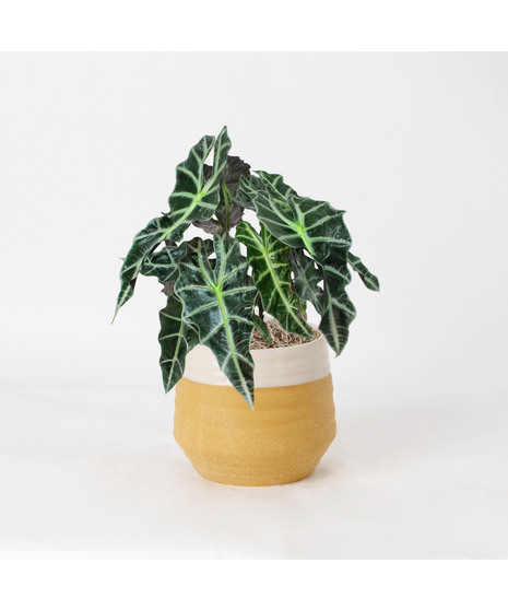 Bring a bold and tropical touch to any space with our Alocasia in an upgraded 6