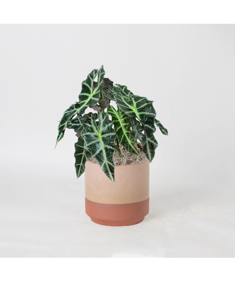 Bring a bold and tropical touch to any space with our Alocasia in an upgraded 6
