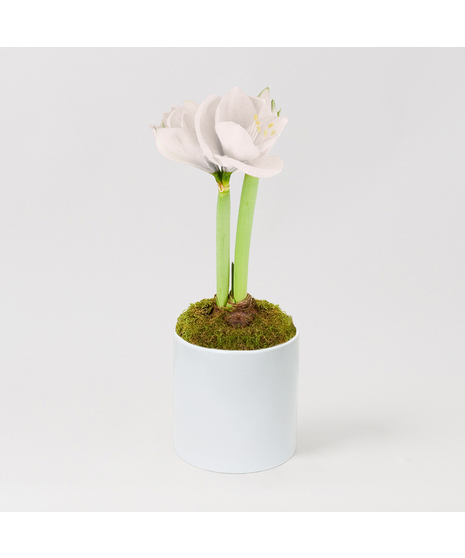 Luxury White Amaryllis