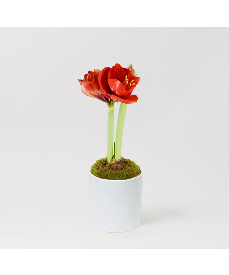 Freytag's Florist Christmas Amaryllis