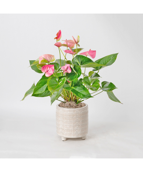 The Pink Anthurium flowering plant makes a perfect house plant. 