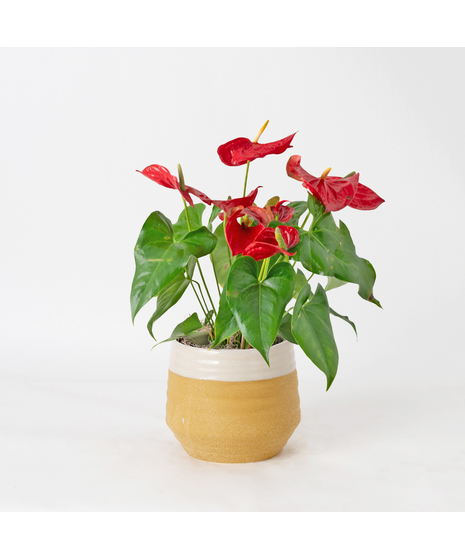The Red Anthurium flowering plant makes a perfect house plant. 