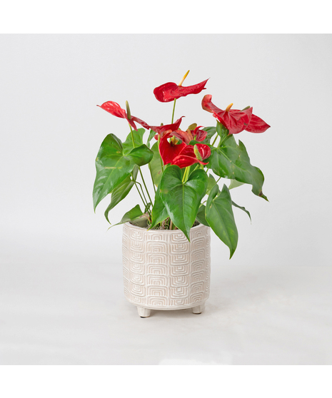 The Red Anthurium flowering plant makes a perfect house plant. 