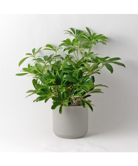 The 6-inch Arboricola plant is an easy-to-care-for houseplant that thrives in sunlight.