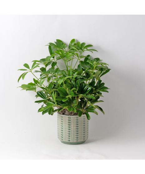 The 6-inch Arboricola plant is an easy-to-care-for houseplant that thrives in sunlight.