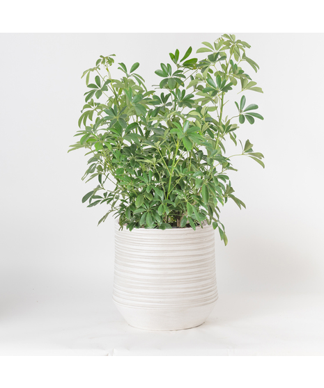 The 10-inch Arboricola is an easy-to-care-for houseplant that thrives in sunlight, making it a perfect addition to any indoor space.