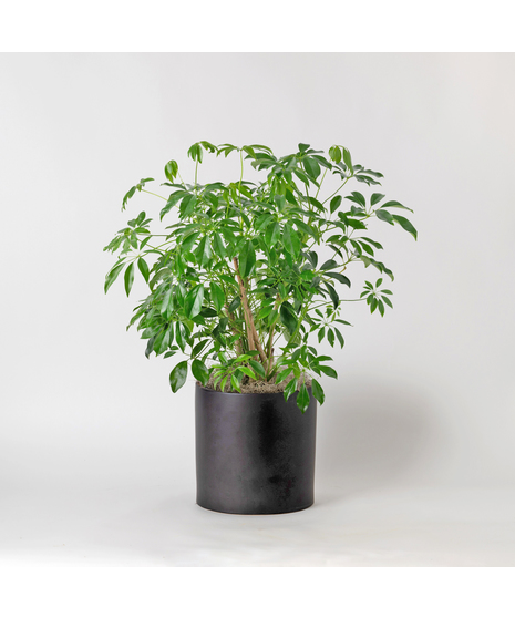 The 8-inch Arboricola is an easy-to-care-for houseplant that thrives in sunlight, making it a perfect addition to any indoor space.