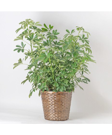 The 10-inch Arboricola is an easy-to-care-for houseplant that thrives in sunlight, making it a perfect addition to any indoor space.