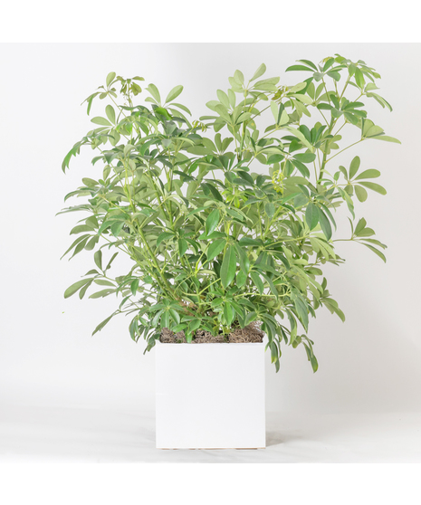 The 10-inch Arboricola is an easy-to-care-for houseplant that thrives in sunlight, making it a perfect addition to any indoor space.