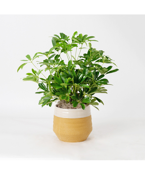 The 6-inch Arboricola plant is an easy-to-care-for houseplant that thrives in sunlight.