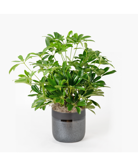 The 6-inch Deluxe Arboricola plant is an easy-to-care-for houseplant that thrives in sunlight.