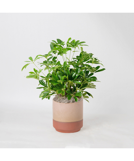 The 6-inch Arboricola plant is an easy-to-care-for houseplant that thrives in sunlight.