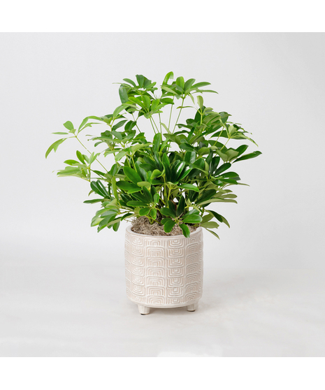The 6-inch Arboricola plant is an easy-to-care-for houseplant that thrives in sunlight.