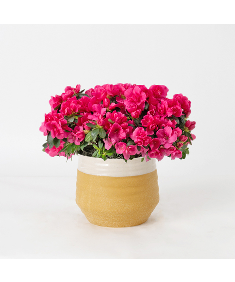Pink azalea flowering plant in an upgraded white ceramic cylinder pot. 