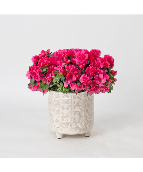 Pink azalea flowering plant. 