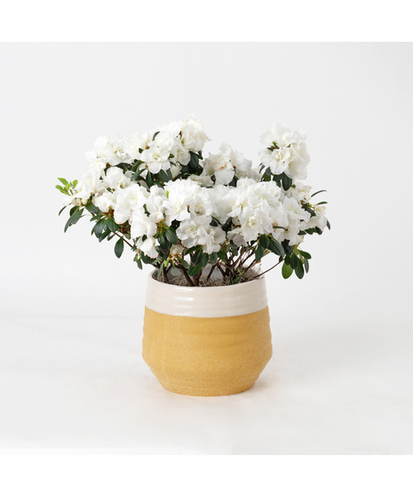 White azalea flowering plant. 