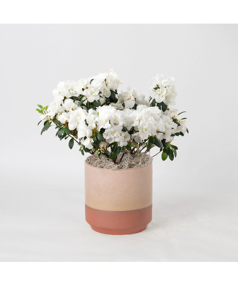 White azalea flowering plant. 