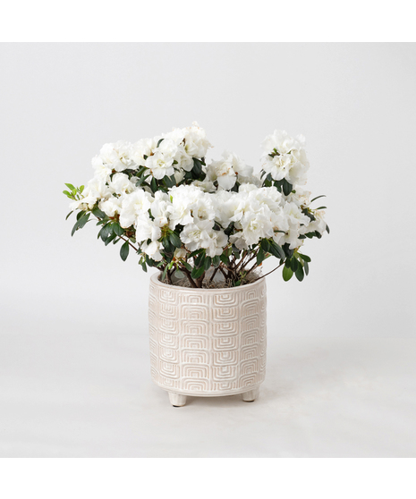 White azalea flowering plant. 