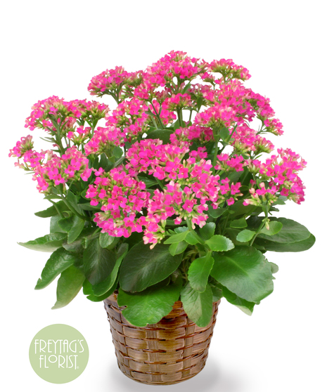 Pink Kalanchoe