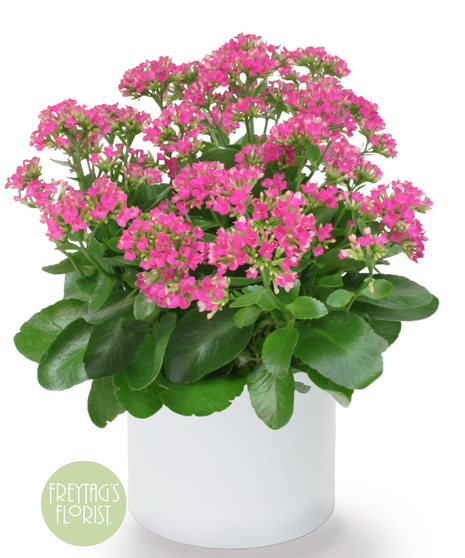 Deluxe Pink Kalanchoe