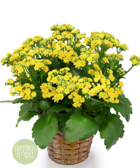 Flowering Plants