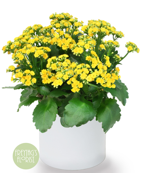 Deluxe Yellow Kalanchoe