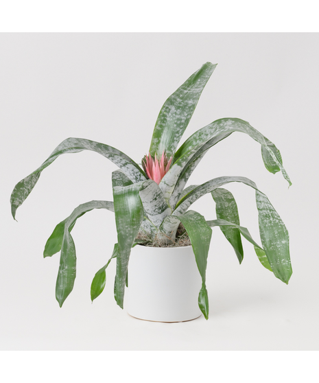 A perfect and glowing Bromeliad blooming plant.