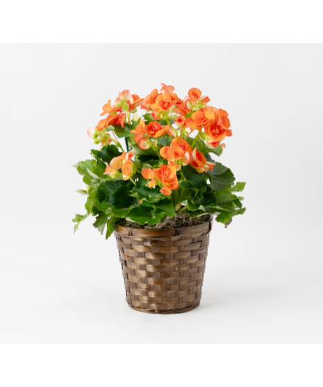 Orange Begonia