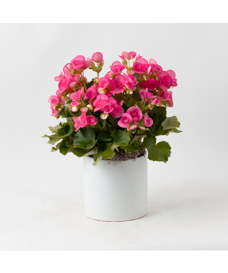 Pink azalea flowering plant. 