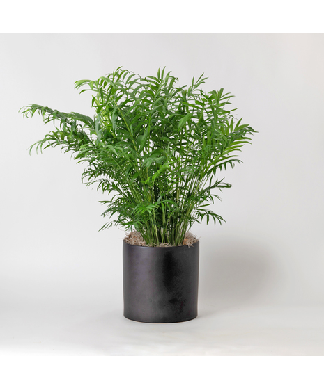 Medium Neantha Bella Palm