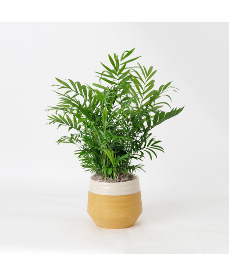 The Bella Palm, also known as the 