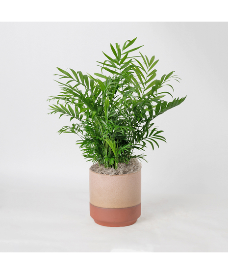 The Bella Palm, also known as the 