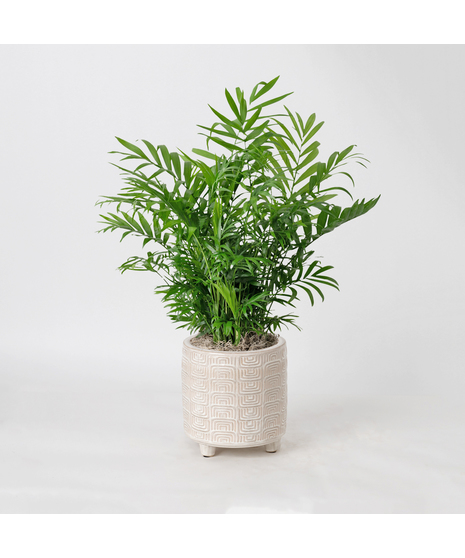 The Bella Palm, also known as the 