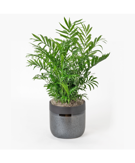 The Bella Palm, also known as the 