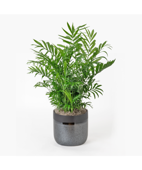 The Bella Palm, also known as the 
