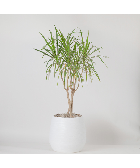 Large Dracaena Marginata