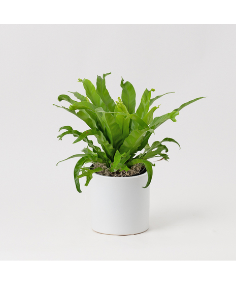 Deluxe Birds Nest Fern