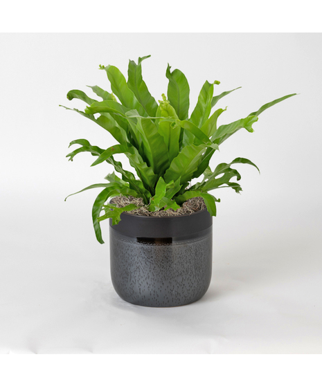 The Bird's Nest Fern is a striking houseplant known for its lush, tropical vibe and wavy, bright green fronds
