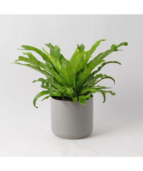The Bird's Nest Fern is a striking houseplant known for its lush, tropical vibe and wavy, bright green fronds