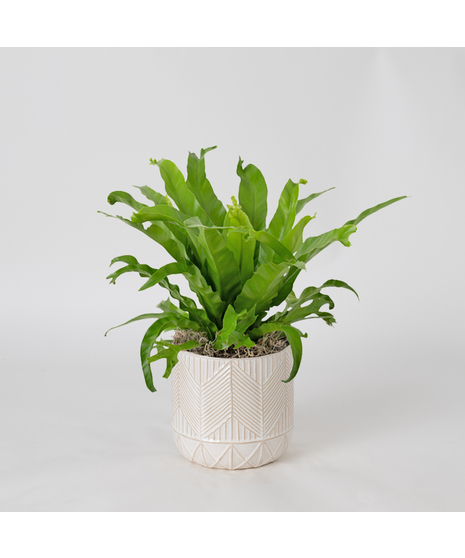 The Bird's Nest Fern is a striking houseplant known for its lush, tropical vibe and wavy, bright green fronds