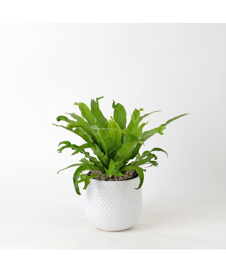 The Bird's Nest Fern is a striking houseplant known for its lush, tropical vibe and wavy, bright green fronds