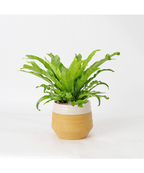 The Bird's Nest Fern is a striking houseplant known for its lush, tropical vibe and wavy, bright green fronds