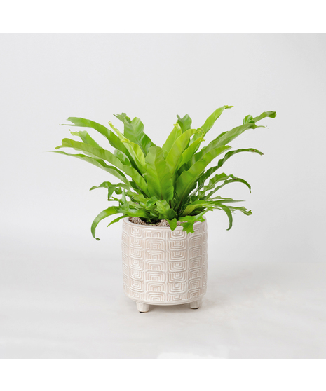 The Bird's Nest Fern is a striking houseplant known for its lush, tropical vibe and wavy, bright green fronds