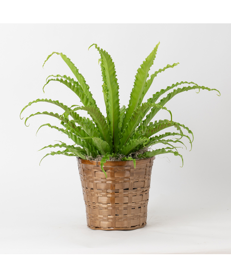 The Bird's Nest Fern is a striking houseplant known for its lush, tropical vibe and wavy, bright green fronds that grow in a rosette pattern