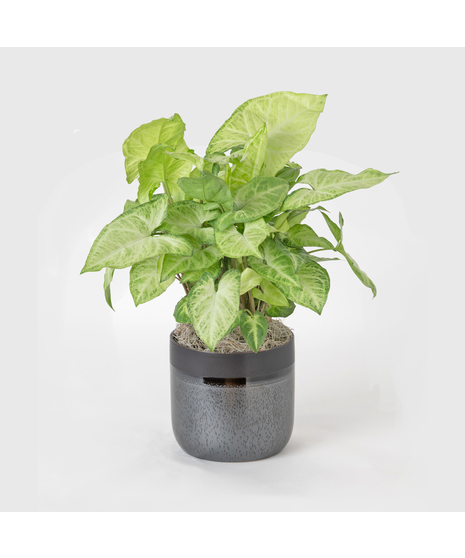 The Nephthytis is a stunning addition to any indoor plant collection, featuring vibrant, heart-shaped leaves with deep green hues