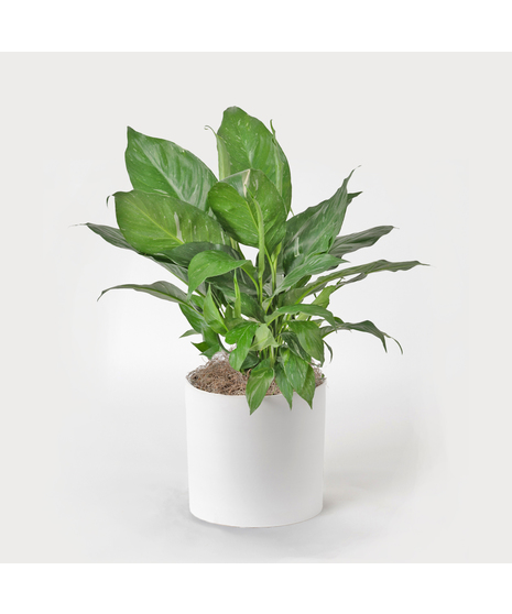 Spathiphyllum plant in a wicker basket.
