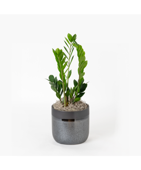 Deluxe ZZ Plant