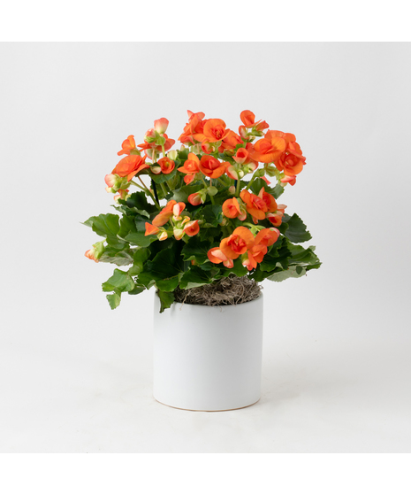 Orange Begonia flowering plant. 
